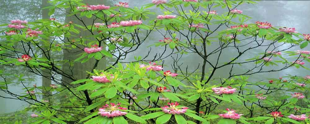 Forest Flowers